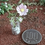 ミニチュアの花「コスモスの小瓶D」