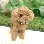 犬　トイプードル４つ足立ち　