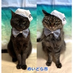 再入荷‼️マリンセット、猫ちゃんの帽子、首輪