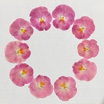 天然押し花素材　271