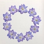 天然押し花素材　274