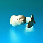 海のカナリア　シロイルカのロールリング