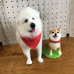 KYOKO様【ご予約品】グレートピレニーズ、笑顔の芝犬❣️