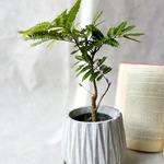 エバーフレッシュ　ネムノキ♡テーブルサイズの人気観葉植物♡寄せ植えにも