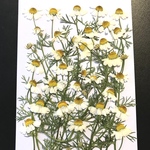 カモマイルの押し花②
