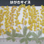 押し花　素材　花いろいろ(ミモザ)(１１枚)　　３７３