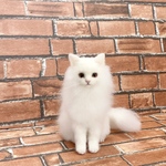 優しい　白猫さん