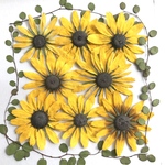 ルドベキアの押し花