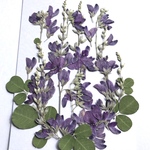 ハギの押し花