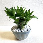 ハイドロカルチャー　キングバンブー　小石原焼　陶器　観葉植物