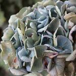 アンティーク紫陽花のドライフラワー（中）