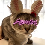 お月見.十五夜.うさぎ.9月.ニット帽.猫.被り物.コスプレ.毛糸