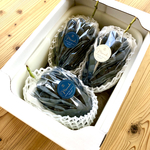 【送料無料】  皮ごと食べれる黒ぶどう 長野パープル 1.5㎏以上【3～4房】【家庭用】
