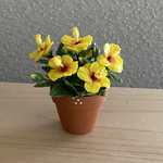 ハイビスカス　鉢植え　1