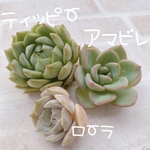送料無料♡♡ 10. 多肉植物 エケベリア 韓国苗 ティッピー アマビレ ローラ♡♡