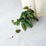 シッサス　ディスカラー♡個性的な葉っぱ　セイシカズラ　観葉植物　つる性植物