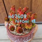 m47609hitomi様専用❤セダム❤ハイブリッド❤2種類❤3カットずつ
