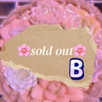 🌸可愛い寄せ植えセットB🌸【予約受付ホーム】【限定販売】