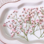 【押し花素材】かすみ草　薄ピンク　　pressed flowers