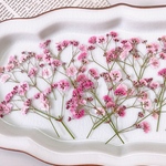 　【押し花素材】かすみ草　ピンク
