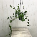 Xerosicyos danguyi  グリーンドラム 吊り鉢