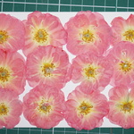 押し花商品【薔薇】