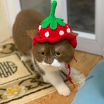 猫の帽子　手作り　Mサイズ