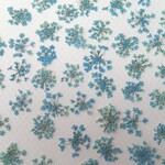 【訳アリ】レースフラワーの押し花＜着色ブルー30枚＞