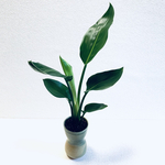 Rie様 専用　ハイドロカルチャー　ストレリチア　レギネ　小石原焼　陶器　観葉植物　