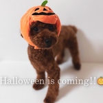 ハロウィン　犬　猫　コスプレ　かぼちゃ　帽子