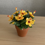 ハイビスカス　鉢植え　3