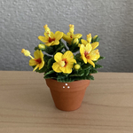 ハイビスカス　鉢植え　5