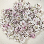 かすみ草　ドライフラワー　pail pastel