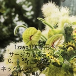 1zayo1様オーダー品サージカルステンレス☆イニシャルC、Tネックレス（トップはステンレス）