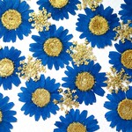 ノースポールとレースフラワーの押し花セット＜ネイビー＆ゴールド＞
