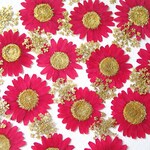 【秋冬限定】ノースポールとレースフラワーの押し花セット＜ワイン＆ゴールド＞