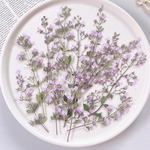 【押し花素材】カラミンサ茎付き　ピンク