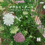 発送は10月末まで　今がまき時　花の種　ダウカス・ダーラ（ブラックレースフラワー）100粒以上　一年草