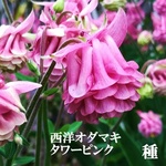 発送は10月末まで　今がまき時　花の種　西洋オダマキ・タワーピンク　30粒以上　多年草／宿根草