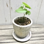 塊根植物♡  亀甲竜  アンティークポット 受皿付