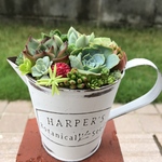 ★送料無料★ ♡そのまま飾れる♡多肉植物寄せ植え╰(*´︶`*)╯♡