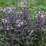 ペンステモン　ブラックビアード　種　20粒