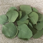 ユーカリ　ポポラス　フレッシュ　40枚