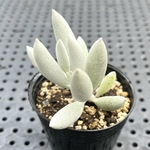 銀月　多肉植物