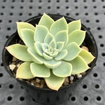 パンジー　多肉植物