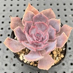 シャビアナピンクフリル　抜き苗　多肉植物