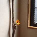 流木一輪挿し　壁掛け　０２８