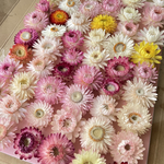 ヘリクリサム　54輪　まんかい🌸 　バラエティカラー　