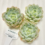 第四種送料無料　NEW◆ナルシス◆多肉植物　韓国苗