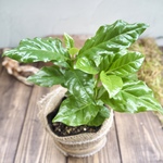 『コーヒーの木』珈琲★定番★インテリア★観葉植物★送料無料